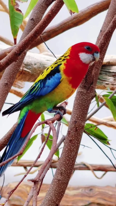 A vibrant eastern rosella parrot perched on a tree branch Stock Footage 334824371