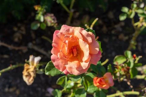 Vibrant Easy Does It Floribunda Rose in Full Bloom with Orange Petals Stock-Fotos