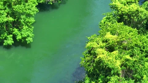 The vibrant ecosystem surrounding the river. Stock Footage 306827072