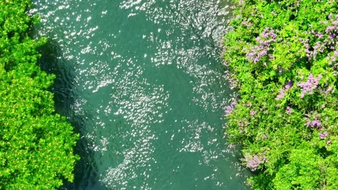 The vibrant ecosystem surrounding the river. Video stock 306828023