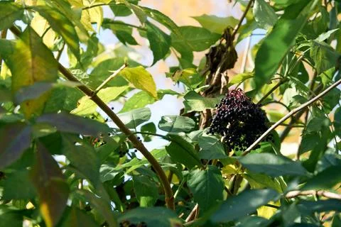 Vibrant Elderberry Cluster Amidst Lush Foliage in Sunlight Stock Photos