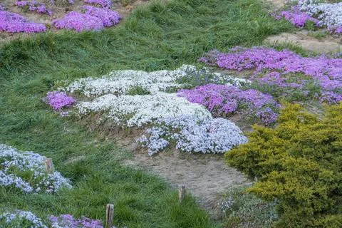 A vibrant, elevated view of a flower field in full bloom purple, white, blu.. Stock Photos