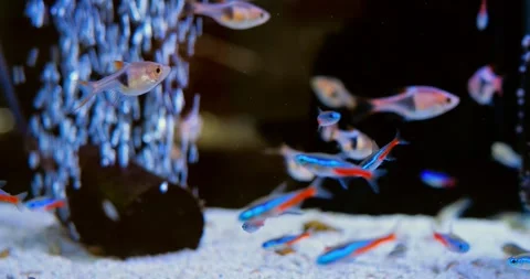 Vibrant ember tetra fish navigating through dark home aquarium, gliding over Stock Footage 314468290