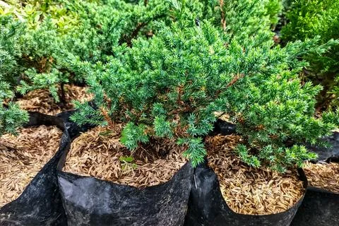 Vibrant evergreen juniper Stock Photos
