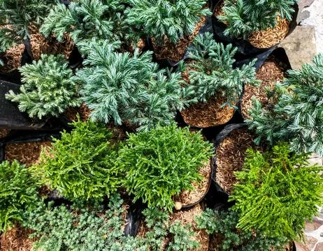 Vibrant evergreen juniper Stock Photos