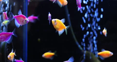 Vibrant, exotic fish gliding through dark aquarium waters, illuminated by soft Stock Footage 314467700
