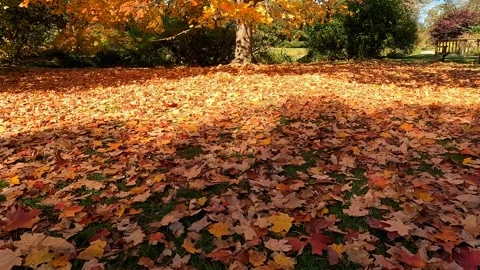 Vibrant Fall Colors Stock Footage 320264421