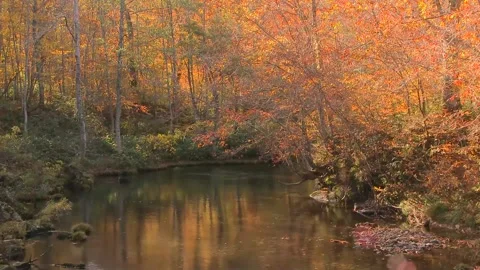 Vibrant Fall Colors Reflecting in Calming Creek Water Stock Footage 346195722