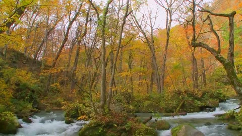 Vibrant Fall Colors River Flow Stock Footage 346189930