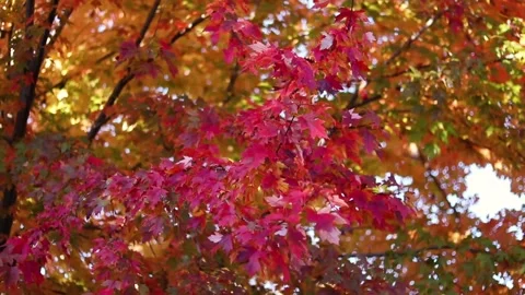 Vibrant fall foilage colors on tree Stock Footage 149194483