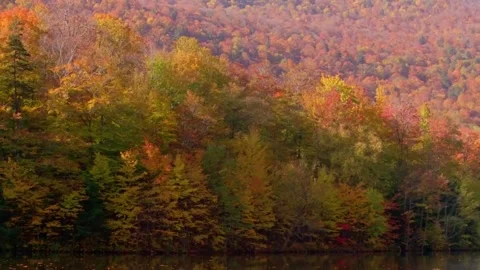 Vibrant Fall Foliage and Spring Green Leaves Clip Stock Footage 346196506