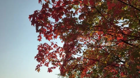 Vibrant fall foliage in Canada Stock Footage 317553381