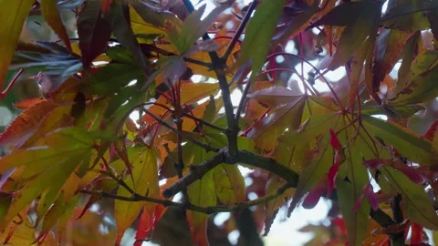 Vibrant Fall Foliage Close-Up - Green &amp; Orange Leaves in Italian Villa Stock Footage 290482359