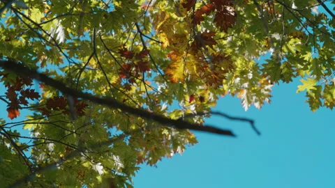 Vibrant fall foliage Stock Footage 239456096