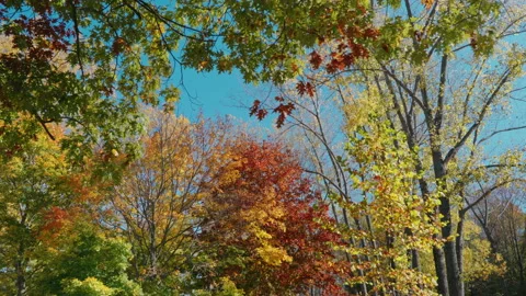 Vibrant fall foliage  Stock Footage 239456132