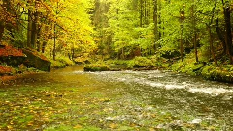 Vibrant fall foliage forest viewing spot at Kamenice river in Czech Switzerland. Stock Footage 151205835