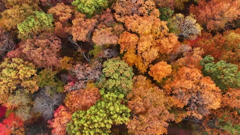Vibrant Fall Foliage Morning Drone View 스톡 동영상 293844280
