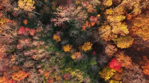 Vibrant Fall Foliage Morning Drone View 스톡 동영상 293844590