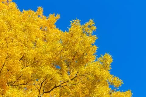 Vibrant fall foliage Stock Photos