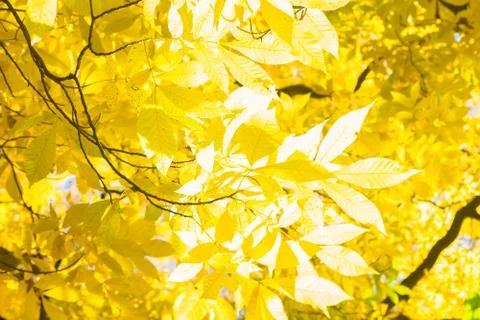 Vibrant fall foliage Stock Photos