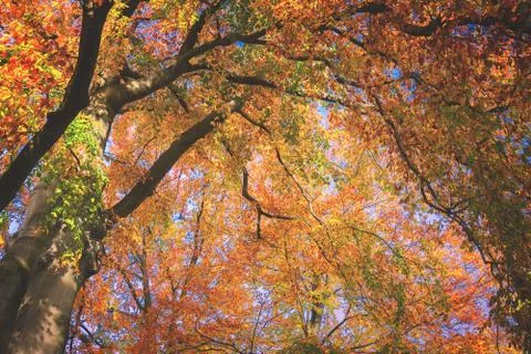 Vibrant fall foliage Stock Photos