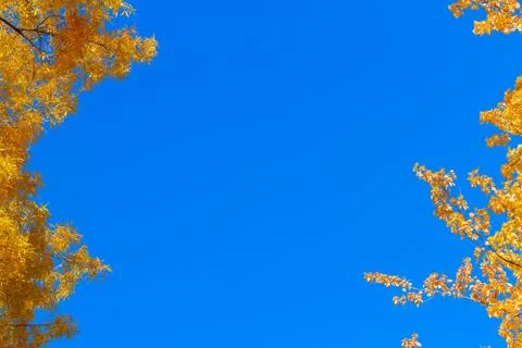 Vibrant fall foliage Stock Photos