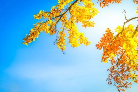 Vibrant fall foliage Stock Photos