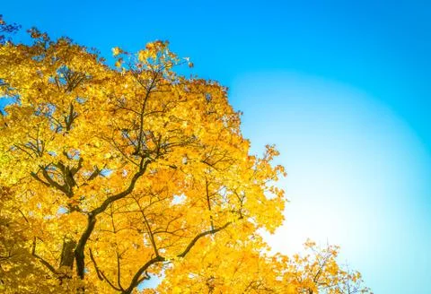 Vibrant fall foliage Stock Photos