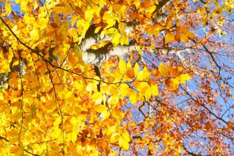 Vibrant fall foliage Stock Photos