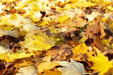 Vibrant fall foliage Stock Photos