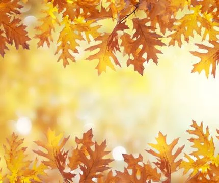 Vibrant fall foliage Stock Photos
