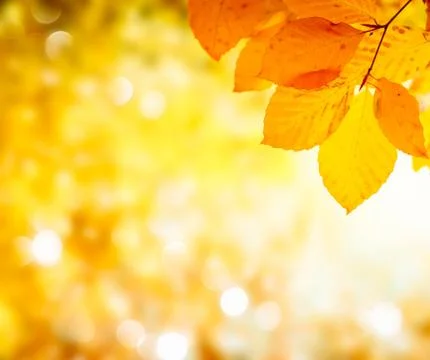 Vibrant fall foliage Stock Photos