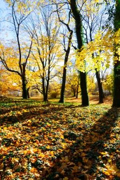 Vibrant fall foliage Stock Photos