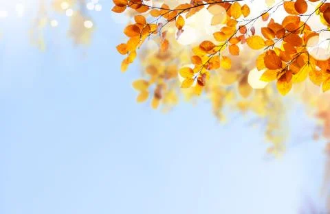 Vibrant fall foliage Stock Photos