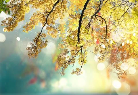 Vibrant fall foliage Foto stock