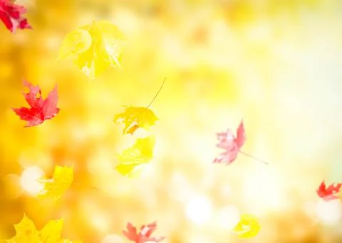 Vibrant fall foliage Stock Photos