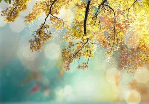 Vibrant fall foliage Stock Photos