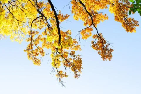 Vibrant fall foliage Stock Photos