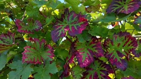 Vibrant Fall Foliage Showcases Stunning Grape Leaves in a Sunny Vineyard Stock Footage 287900445