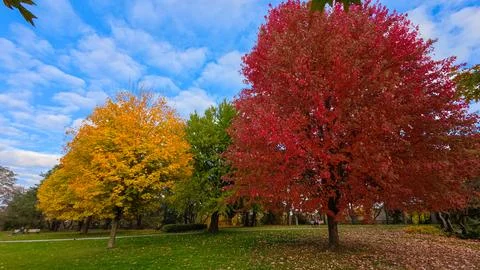 Vibrant fall foliage trees at James Gardens in Toronto Stock Photos