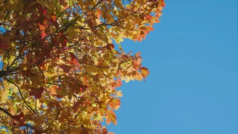 The Vibrant Fall Leaves Are Displayed Beautifully Against a Clear and Bright Blu Video stock 318751658