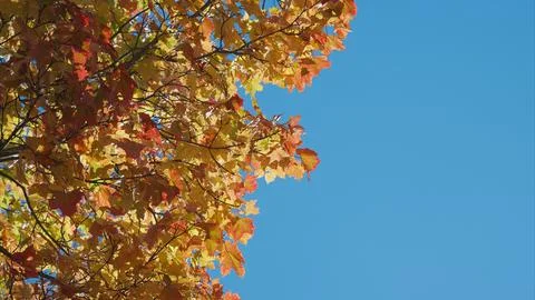The Vibrant Fall Leaves Are Displayed Beautifully Against a Clear and Bright Blu Foto stock