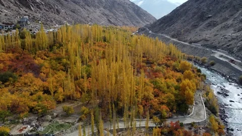 Vibrant fall leaves cascade toward the flowing river below. Stock Footage 310783069