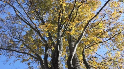 Vibrant Fall leaves on top of a tree blow in the breeze Stock Footage 44447536