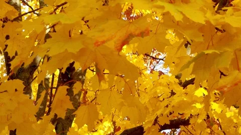 Vibrant fall maple leaves are swaying in the wind. Golden autumn foliage on.. Stock Footage 320117053