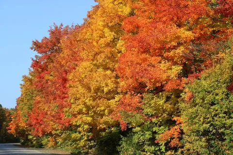 Vibrant Fall red and orange Colors on Maple Trees in Ontario Stock Photos