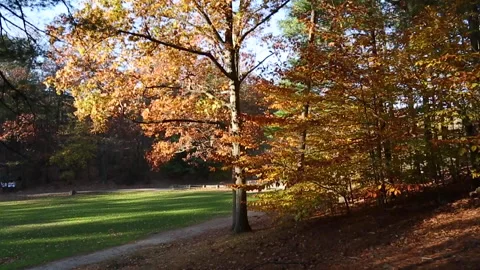 VIBRANT FALL TREE Stock Footage 183006464