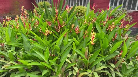 Vibrant False Bird of Paradise Bush Against Blurry Brick Building Facade. 動画素材 344777710