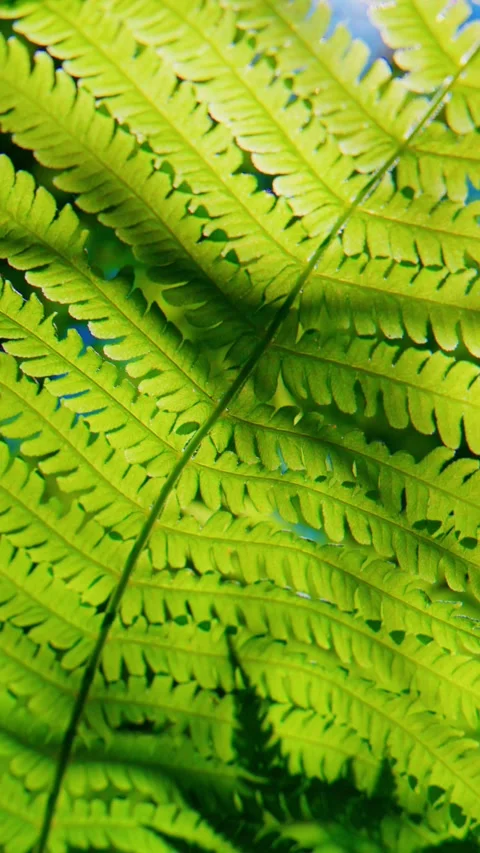 Vibrant fern leaf under sunlight with sharp focus Stock Footage 346342224