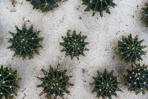 Vibrant Ferocactus latispinus devil tongue cactus top view in the sand insi.. Stock Photos